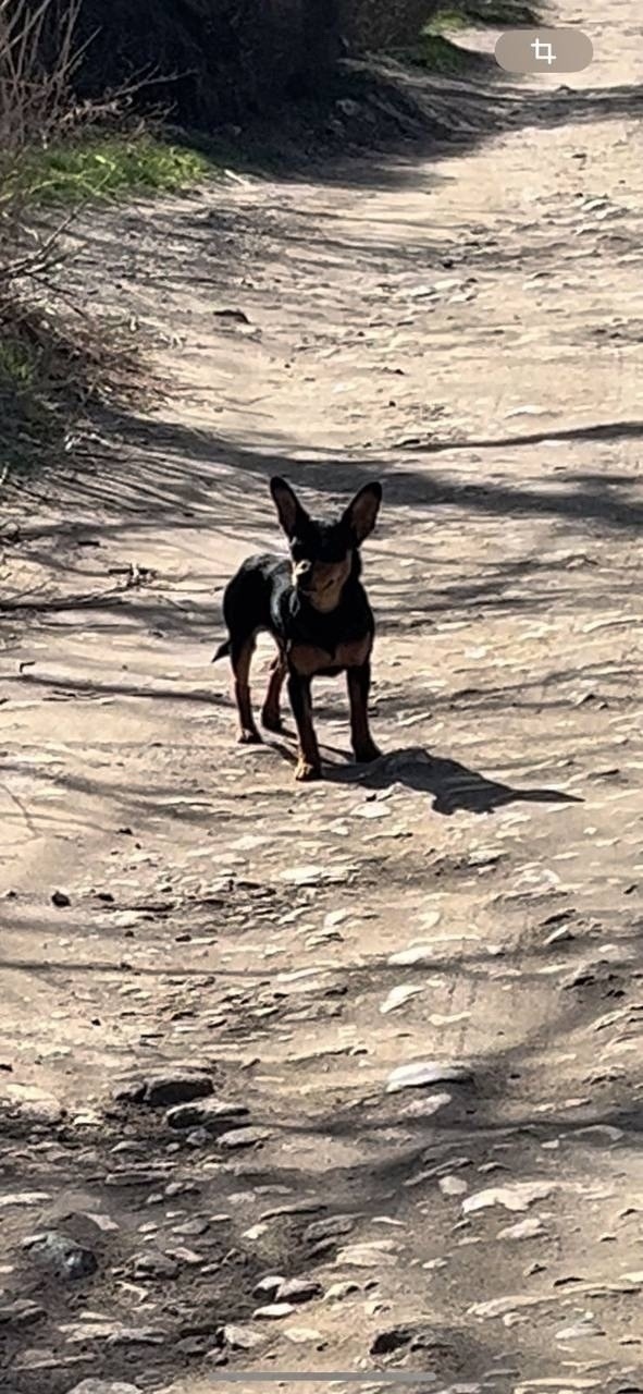 Пропала собака в Волжском — фото объявления