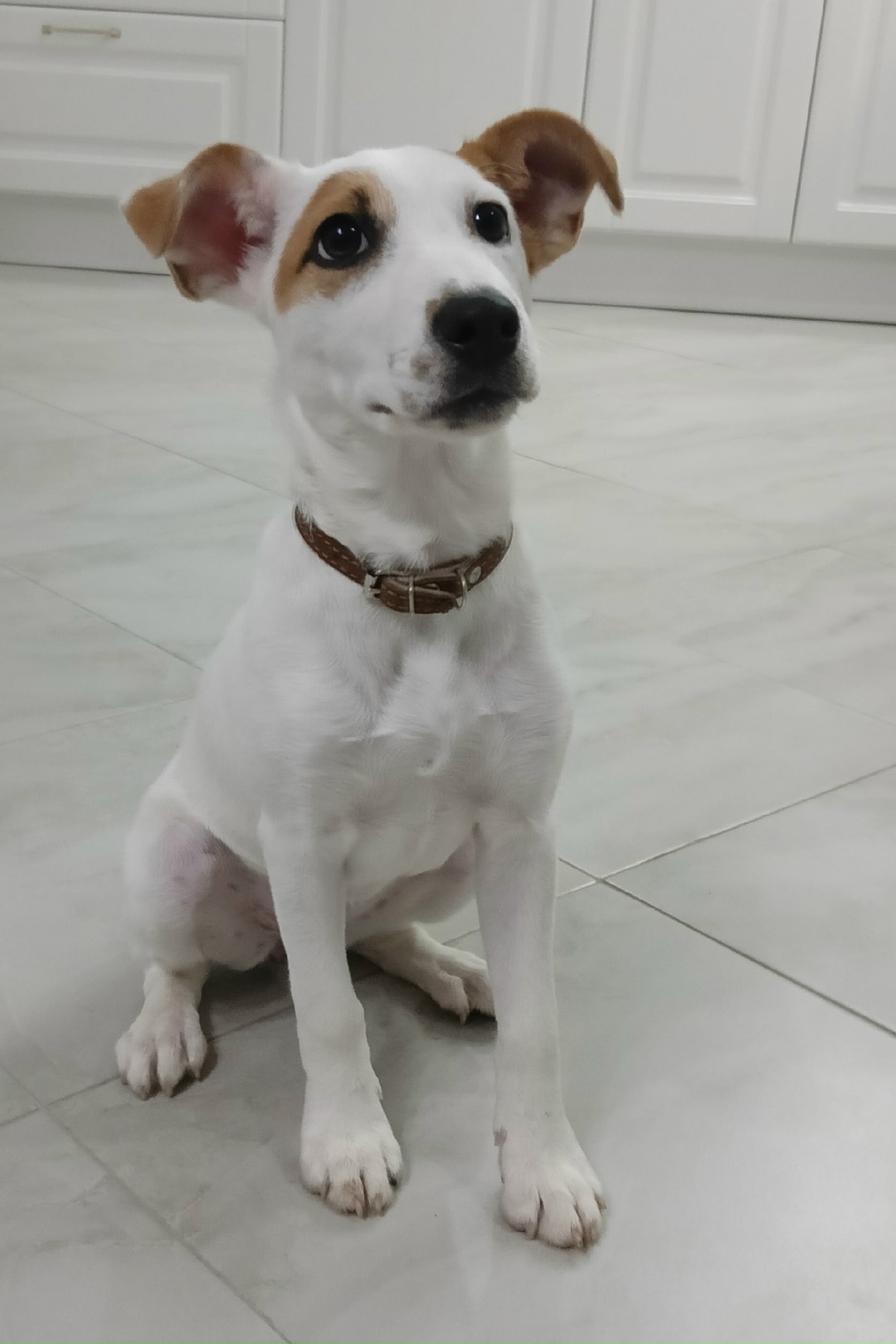 Найдена собака в Волжском — фото объявления