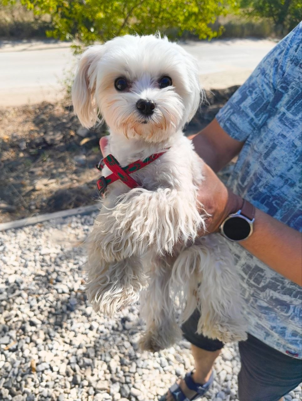 Найдена собака в Волжском — фото объявления