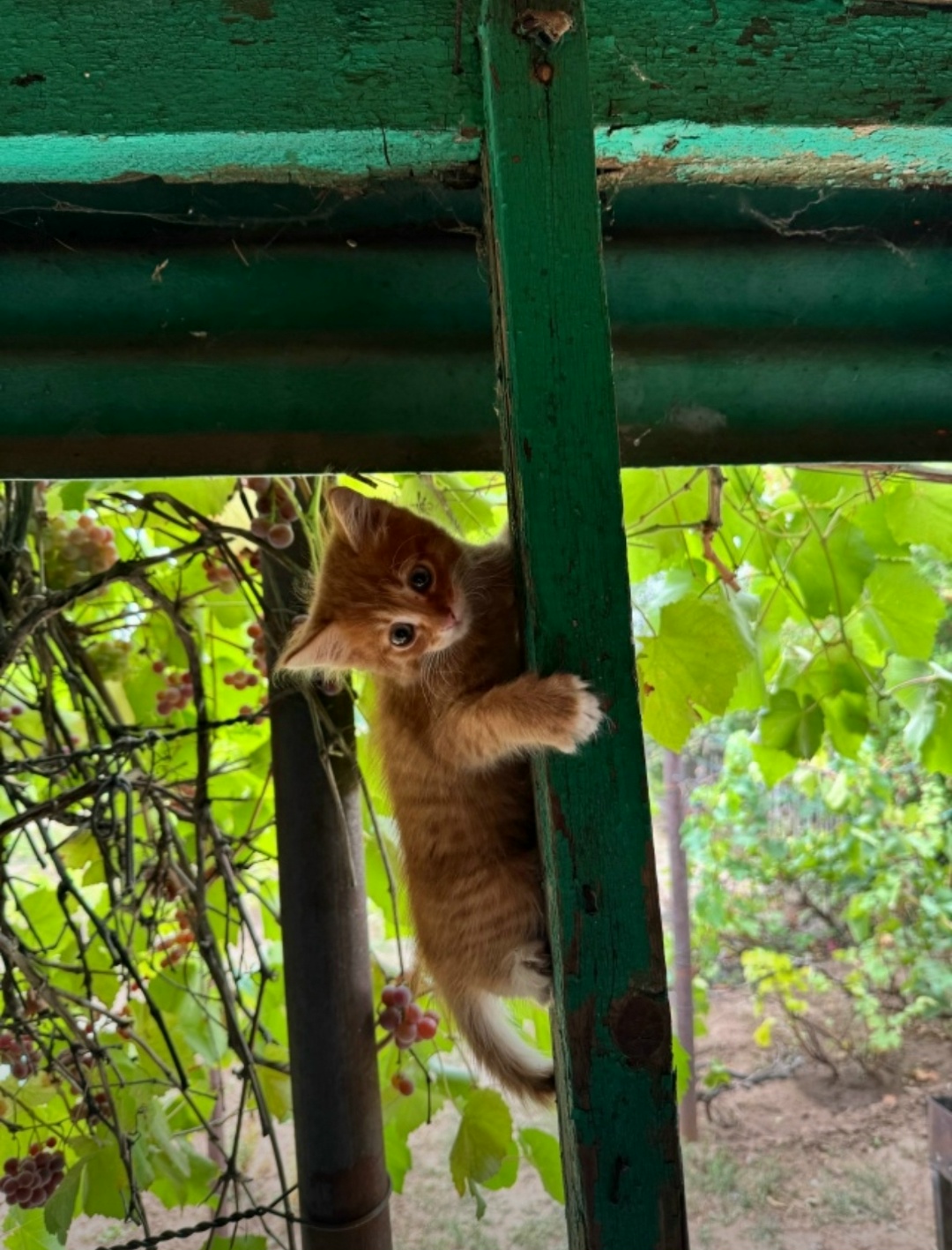 Найдена кошка в Волжском — фото объявления