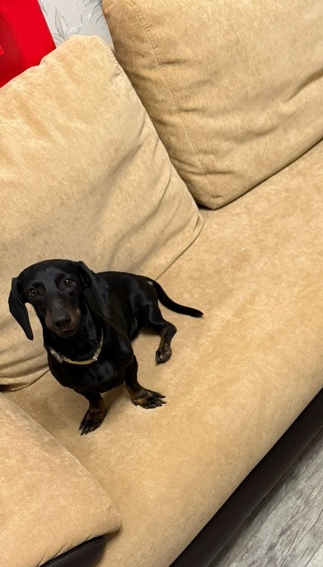 Пропала собака в Волжском — фото объявления