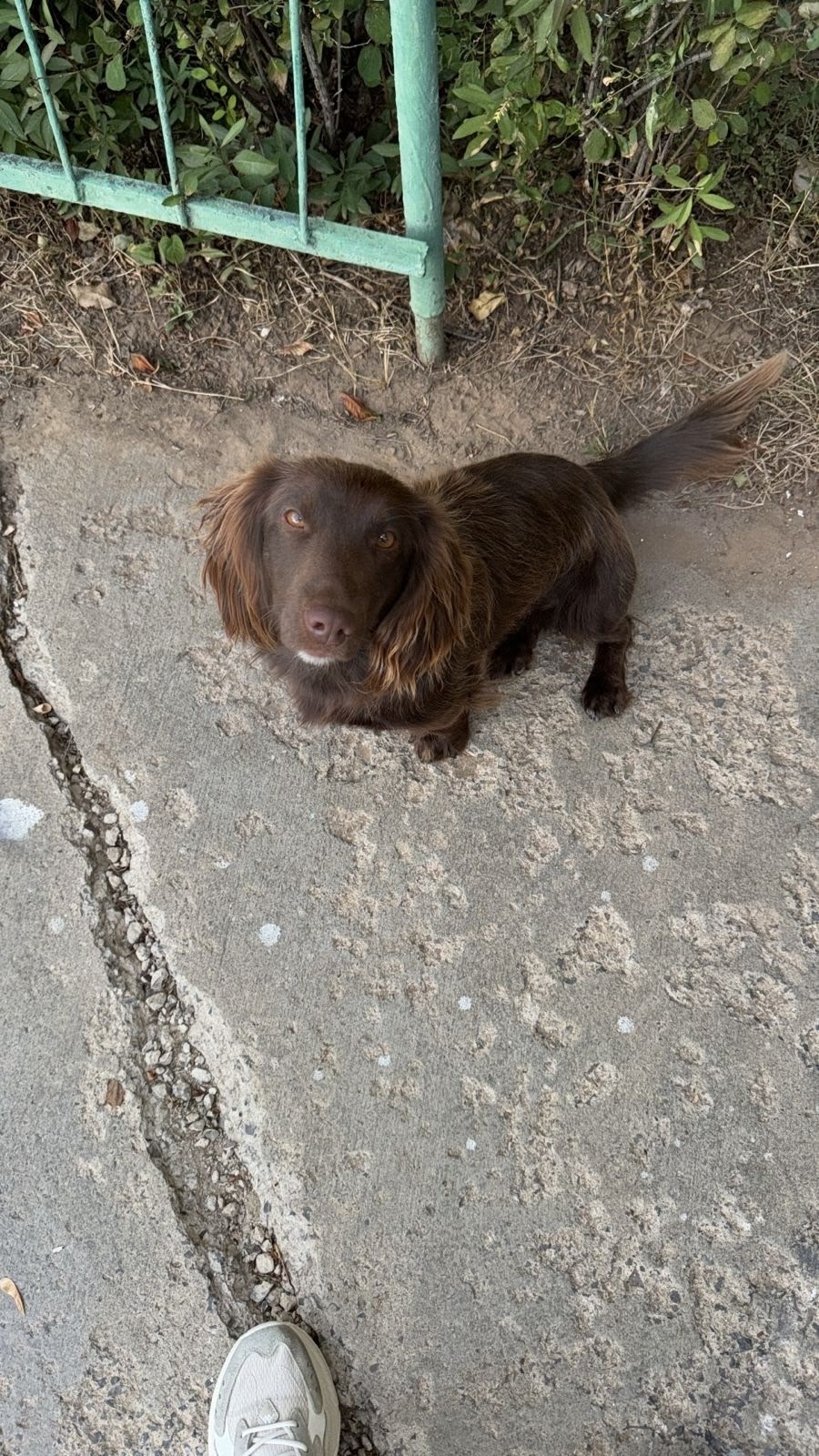 Найдена собака в Волжском — фото объявления