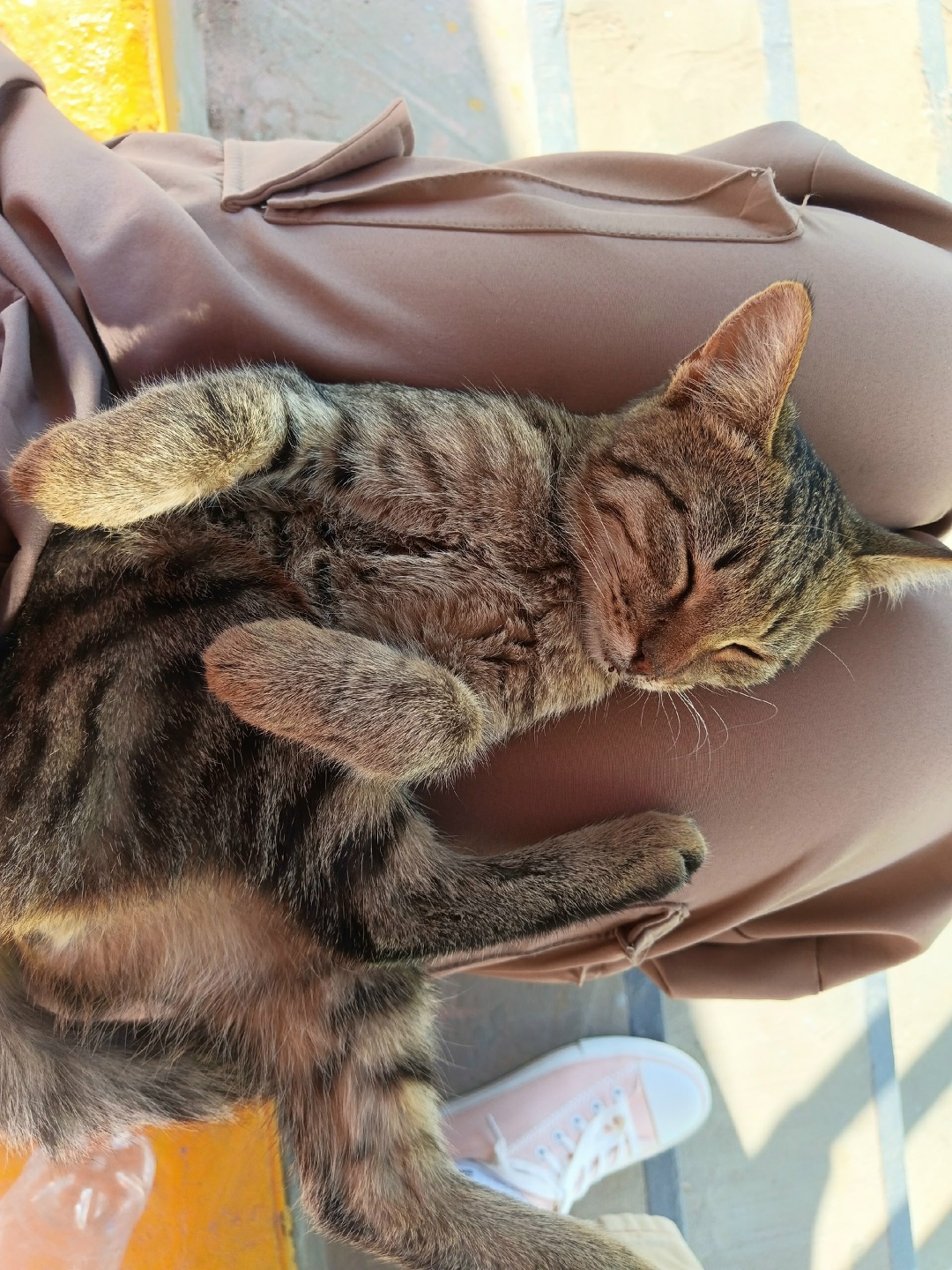 Найдена кошка в Волжском — фото объявления