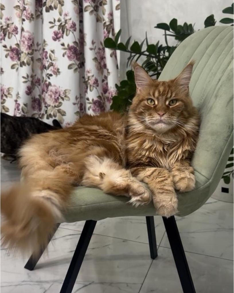 Пропала кошка в Волжском — фото объявления