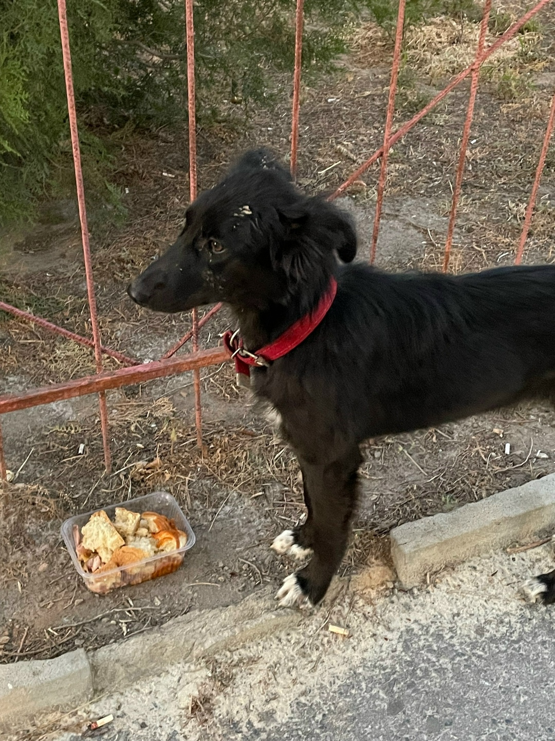 Найдена собака в Волжском — фото объявления