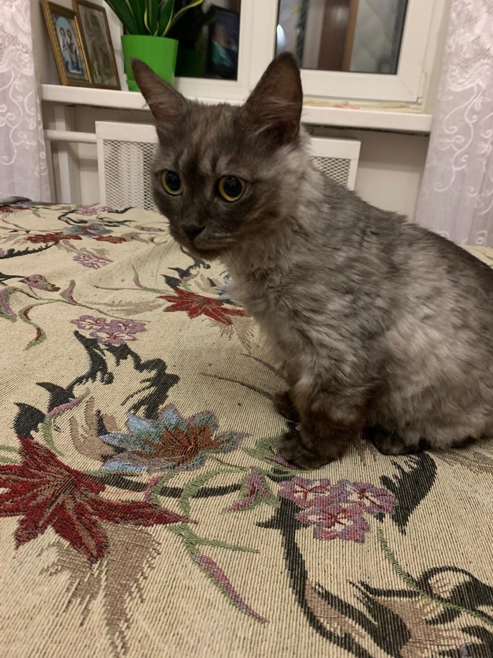 Найдена собака в Волжском — фото объявления