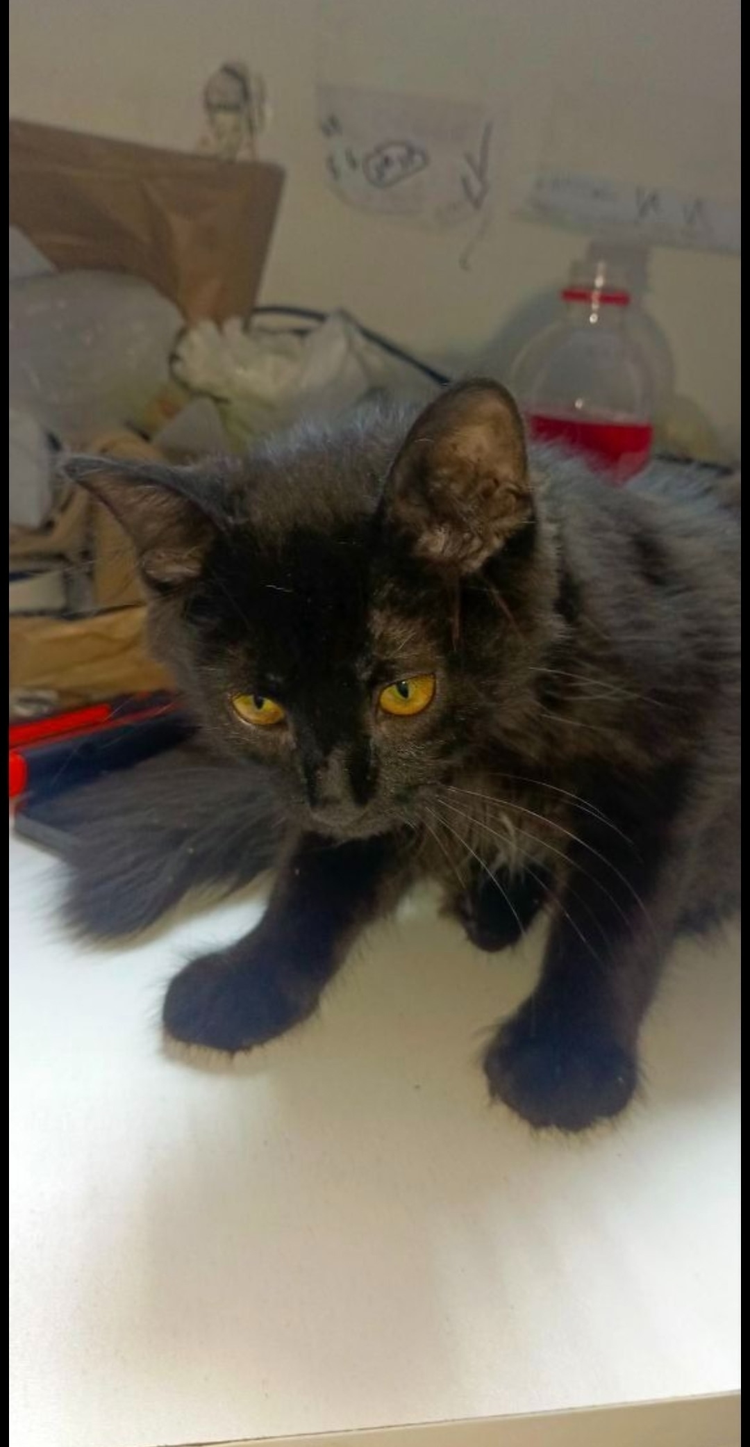 Пропала кошка в Волжском — фото объявления