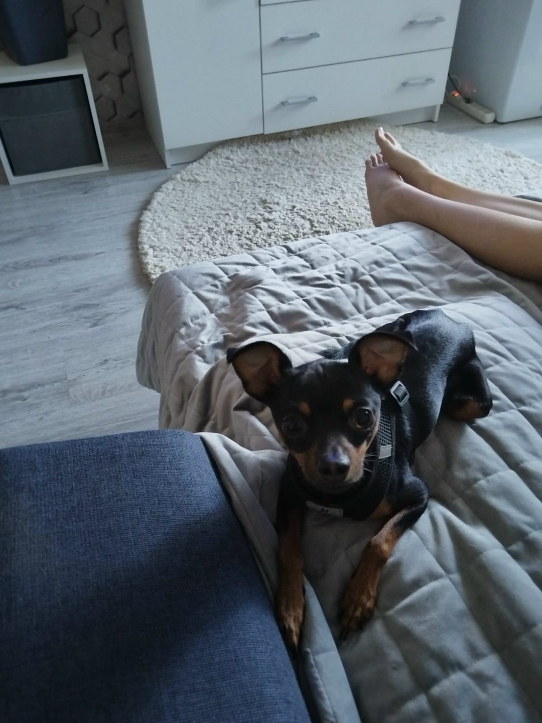 Пропала собака в Волжском — фото объявления