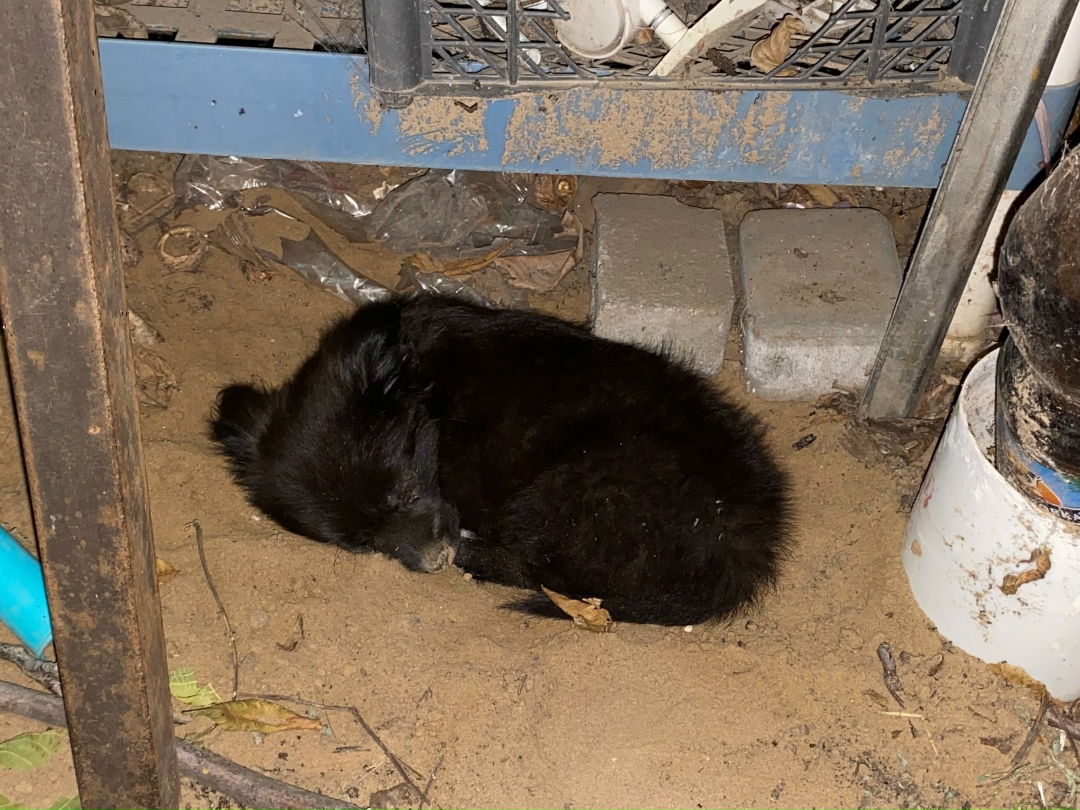 Пропала собака в Волжском — фото объявления