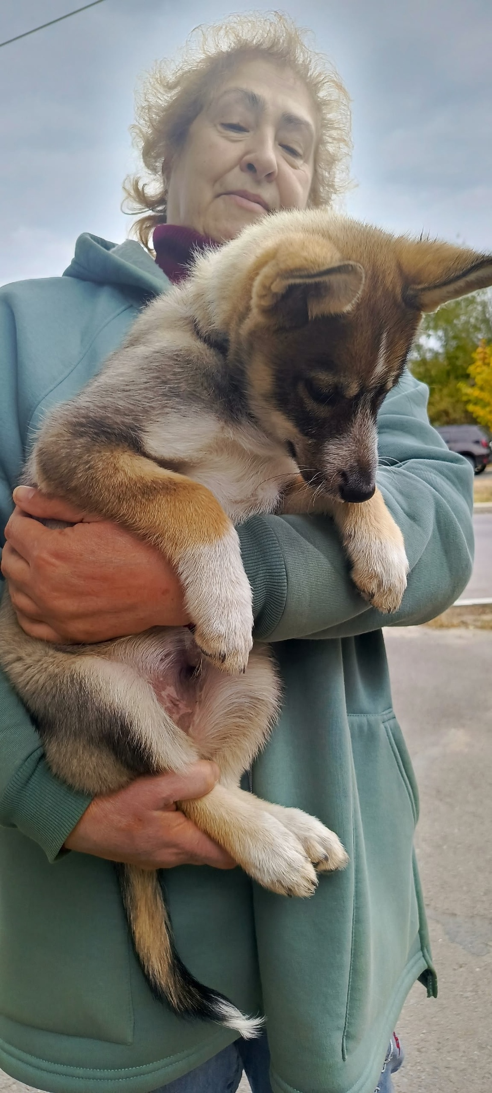 Найдена собака в Волжском — фото объявления
