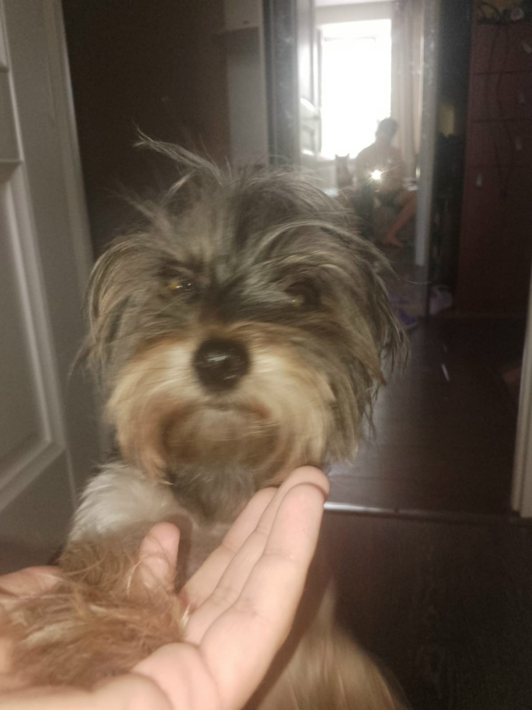 Пропала собака в Волжском — фото объявления