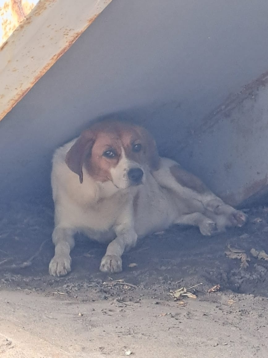 Найдена собака в Волжском — фото объявления