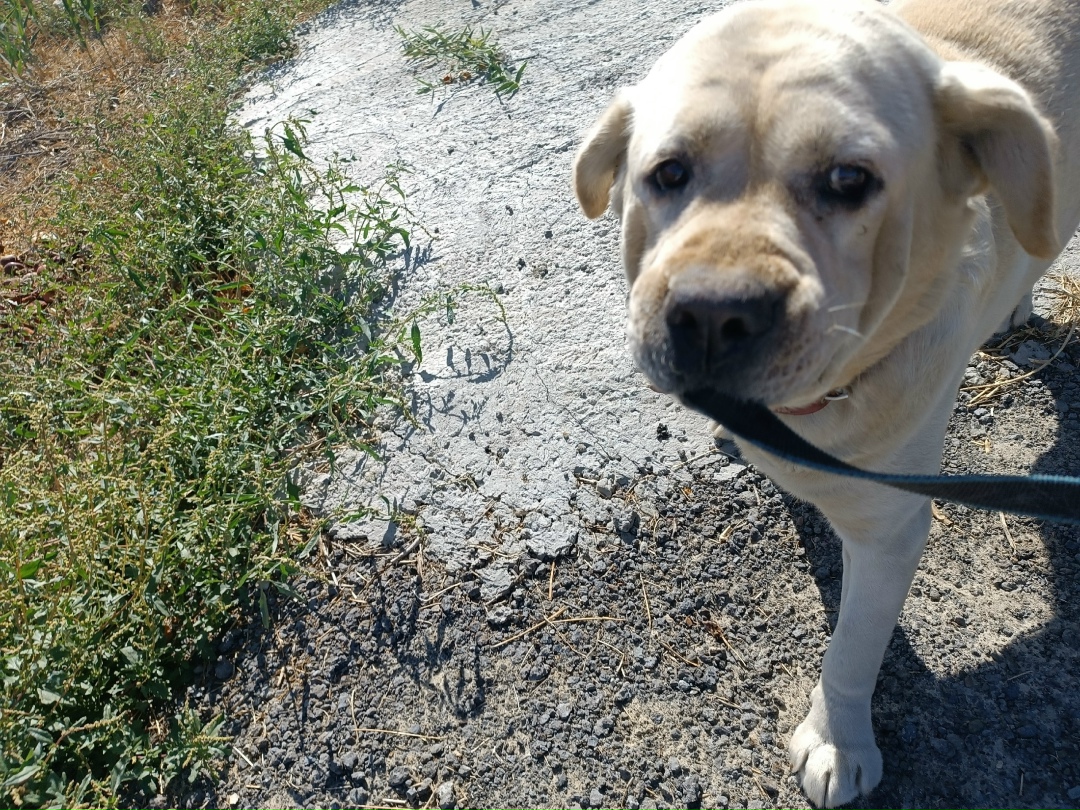 Найдена собака в Волжском — фото объявления