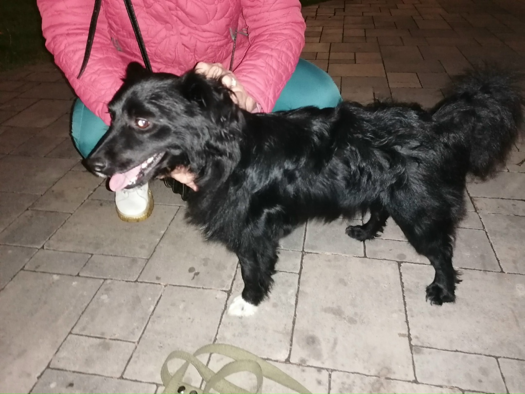 Найдена собака в Волжском — фото объявления