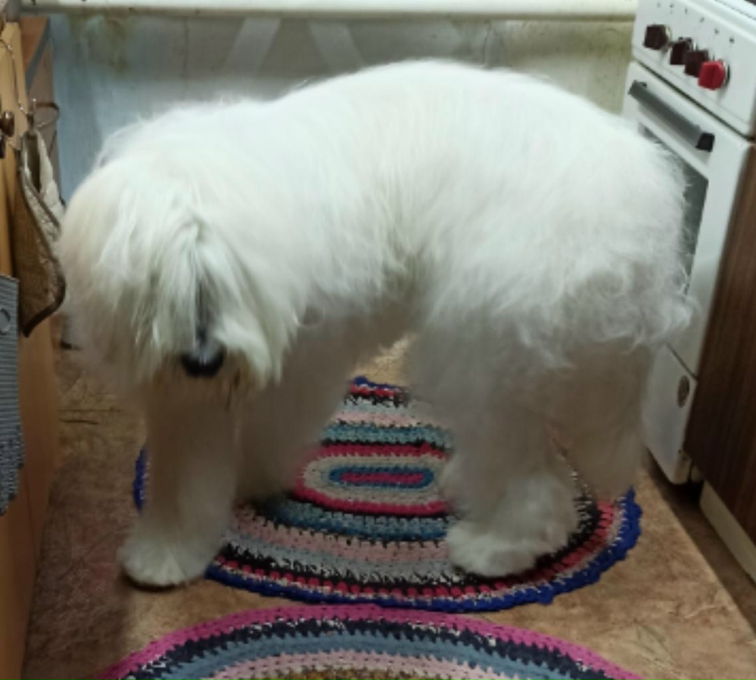 Пропала собака в Волжском — фото объявления