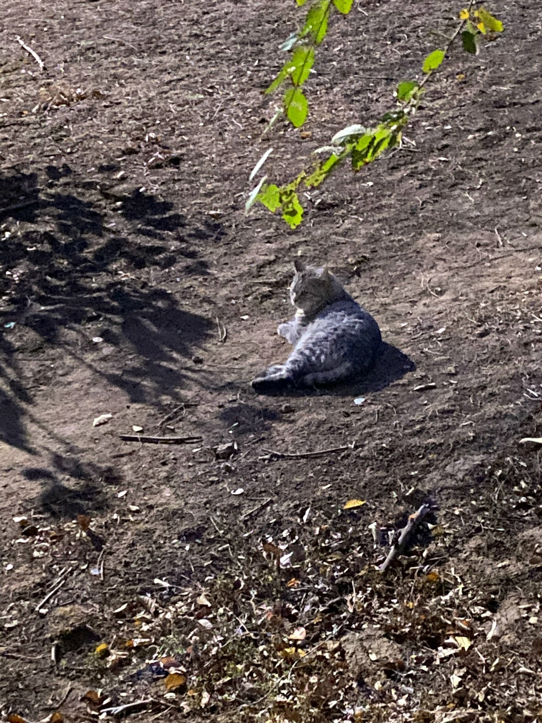 Пропала кошка в Волжском — фото объявления