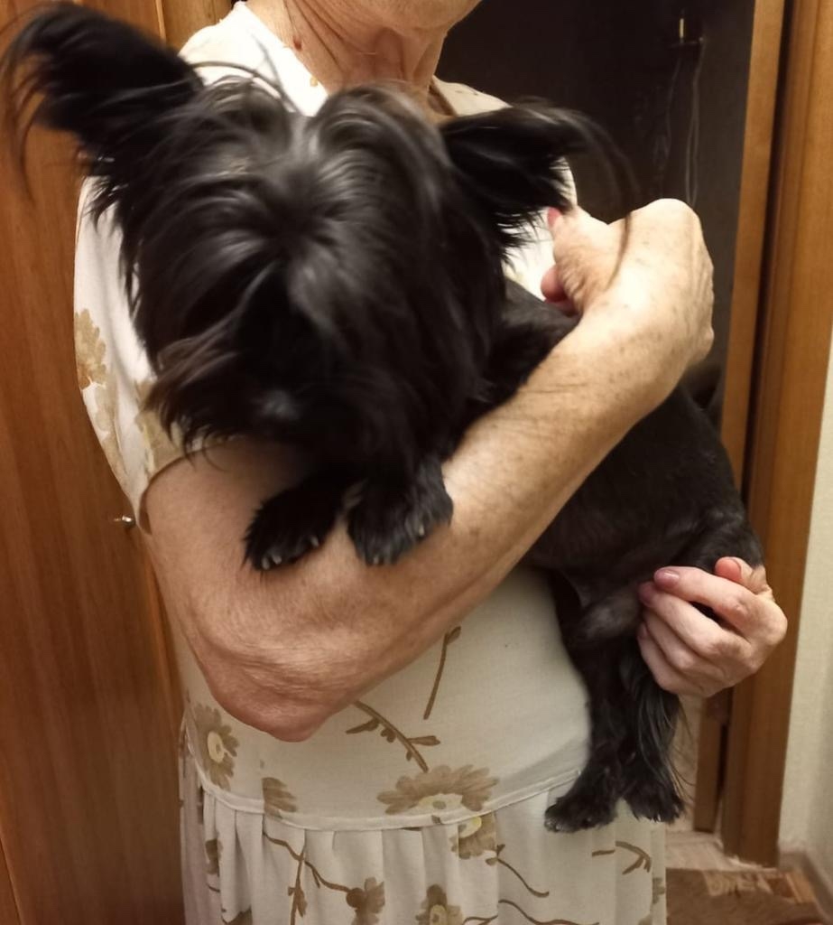 Найдена собака в Волжском — фото объявления