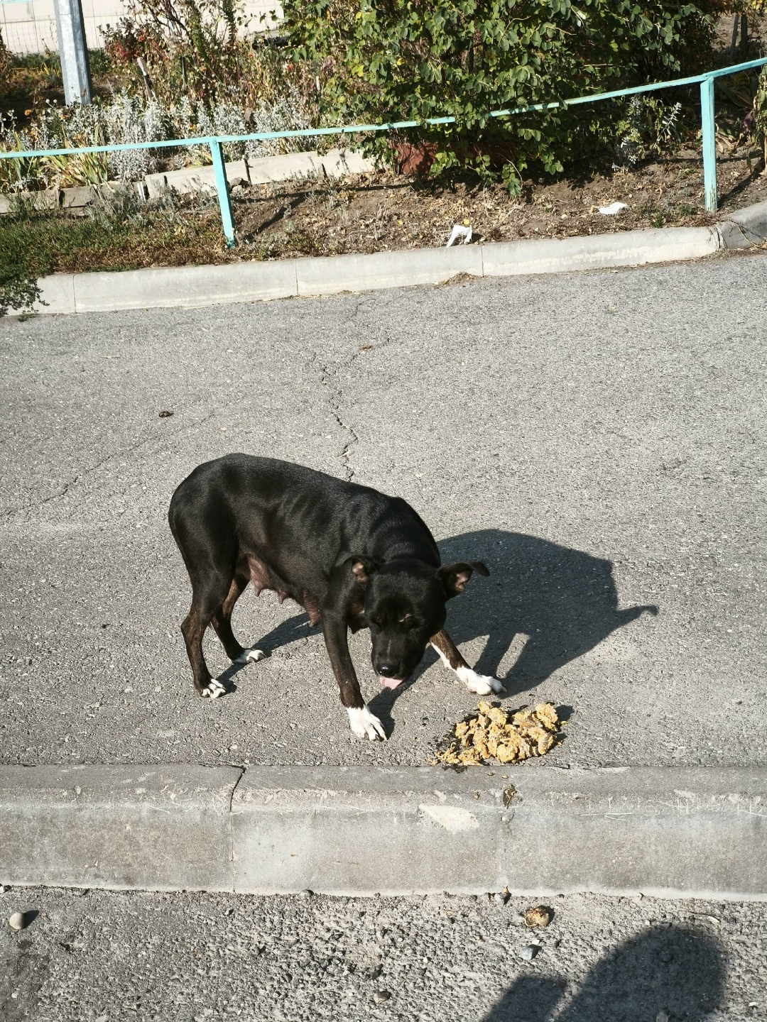 Пропала собака в Волжском — фото объявления