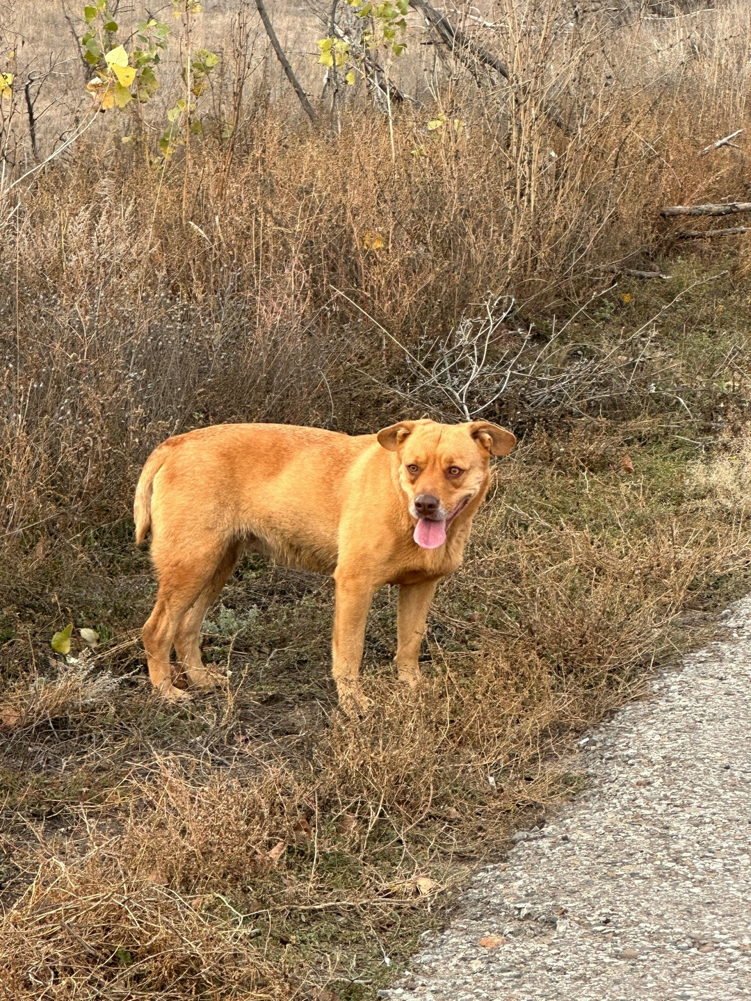 Пропала собака в Волжском — фото объявления