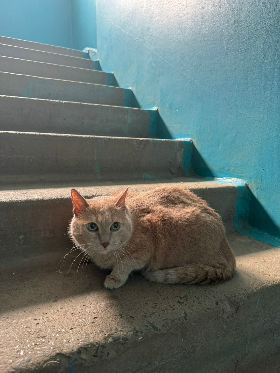 Найдена кошка в Волжском — фото объявления