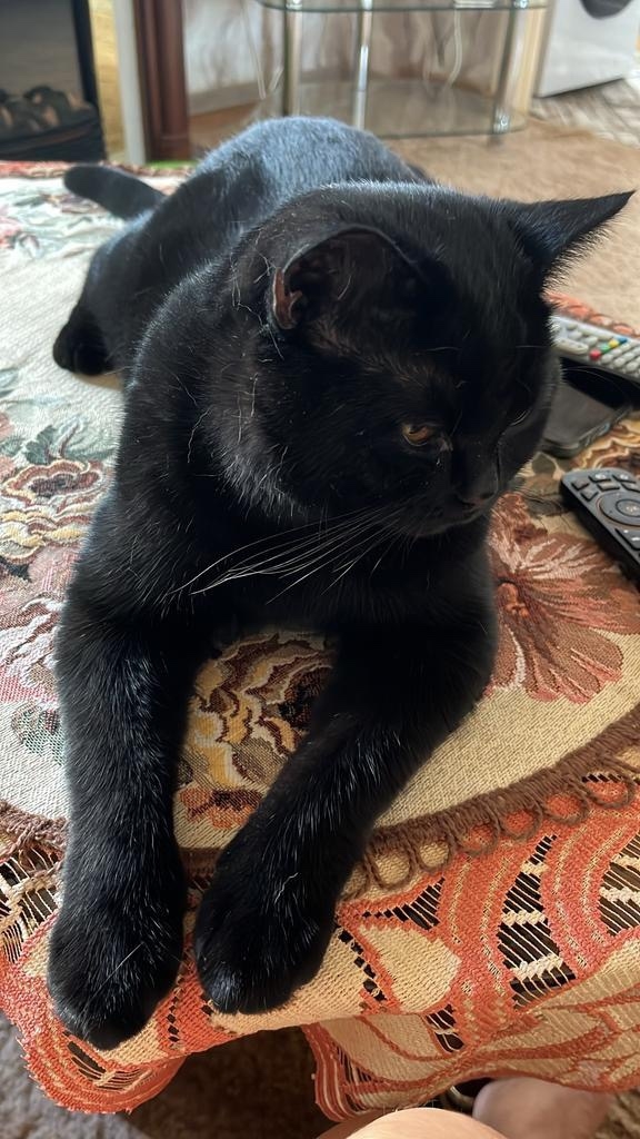 Пропала кошка в Волжском — фото объявления