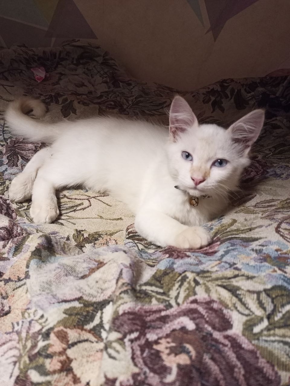 Пропала кошка в Смоленске — фото объявления