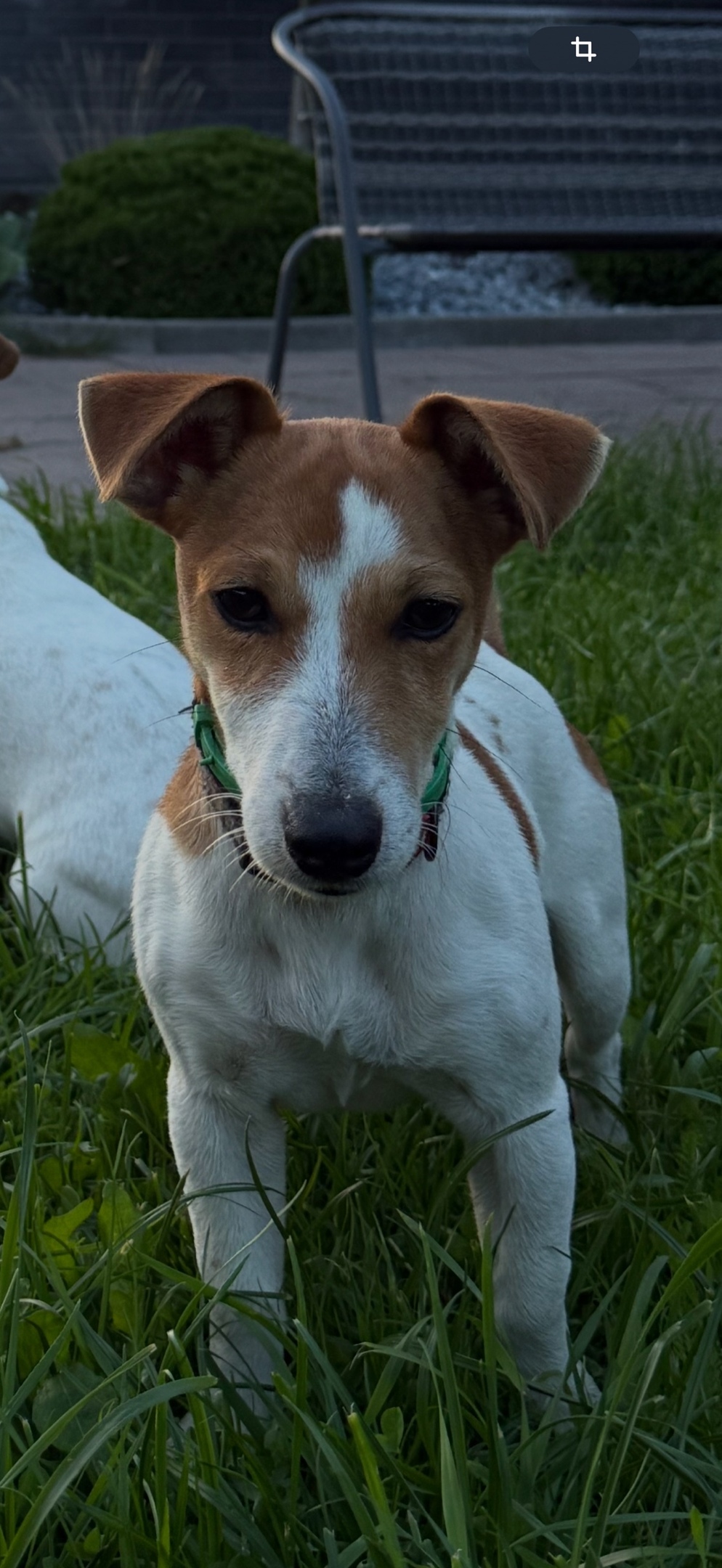 Найдена собака в Смоленске — фото объявления