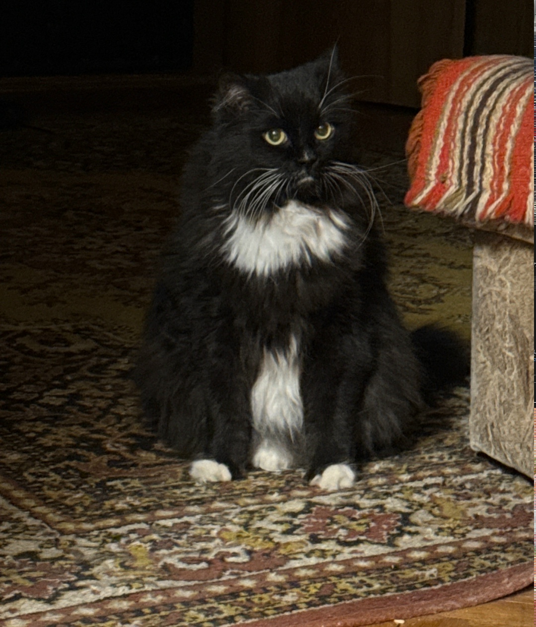 Найдена собака в Смоленске — фото объявления