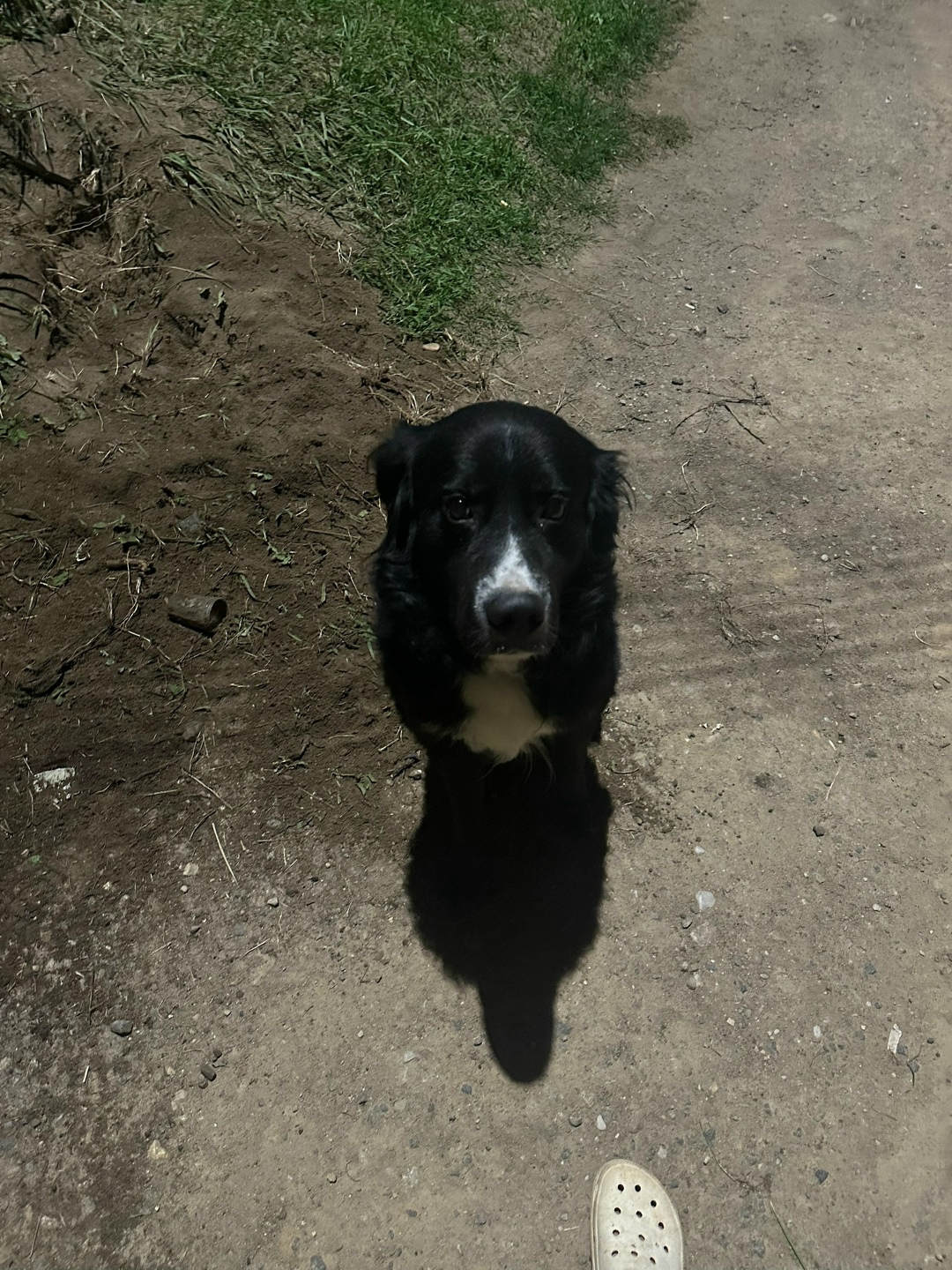 Найдена собака в Смоленске — фото объявления