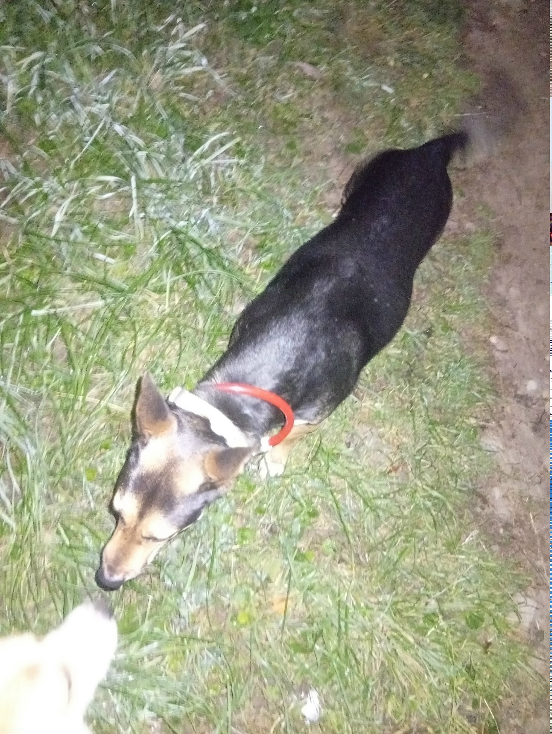 Найдена собака в Смоленске — фото объявления