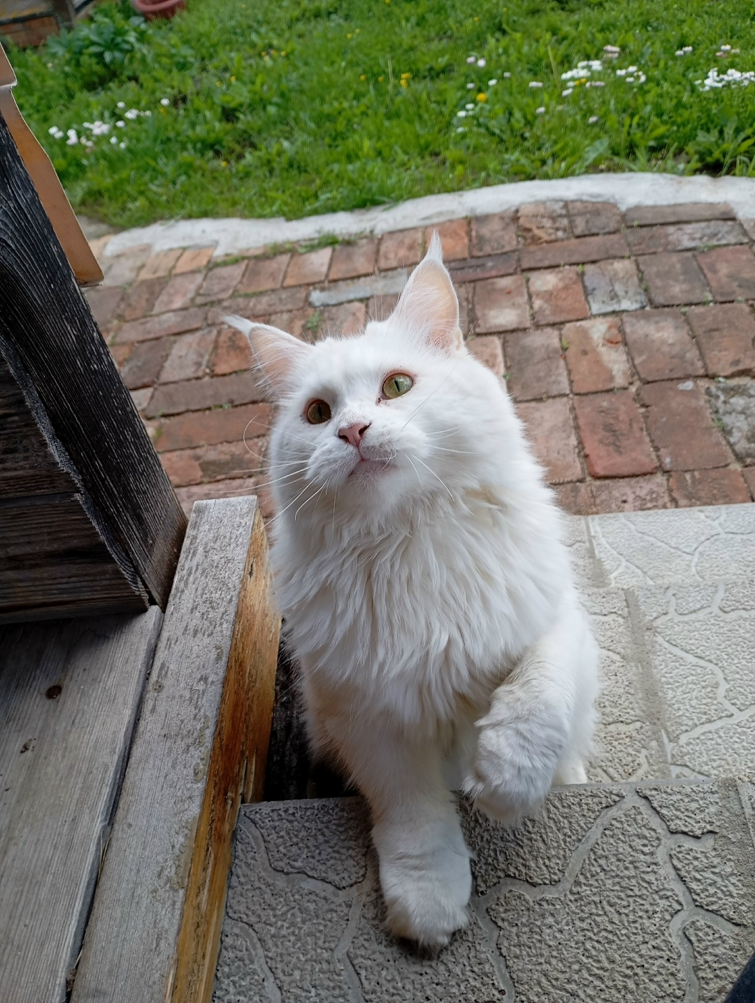 Найдена собака в Смоленске — фото объявления