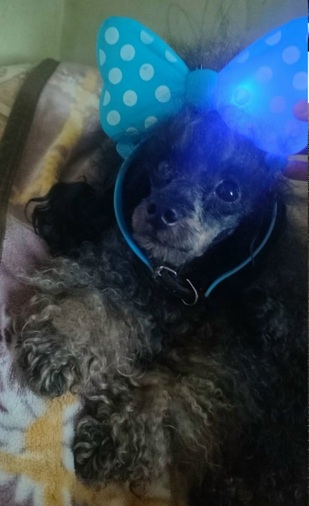 Найдена собака в Смоленске — фото объявления