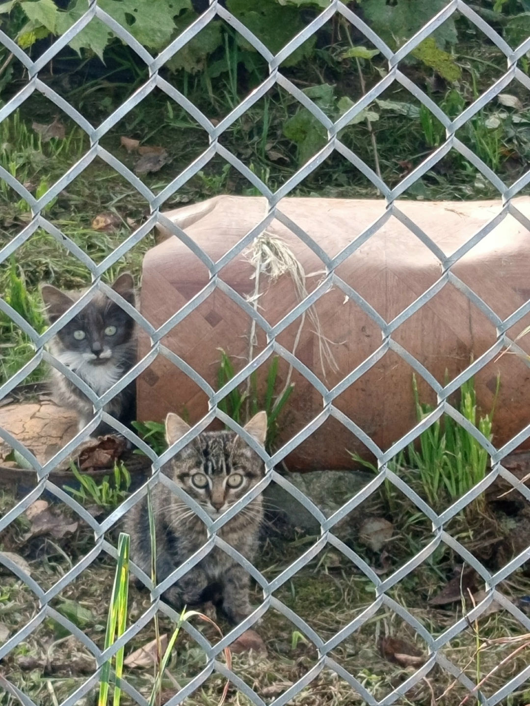 Найдена собака в Смоленске — фото объявления