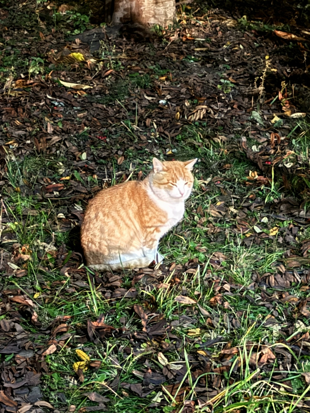 Найдена собака в Смоленске — фото объявления