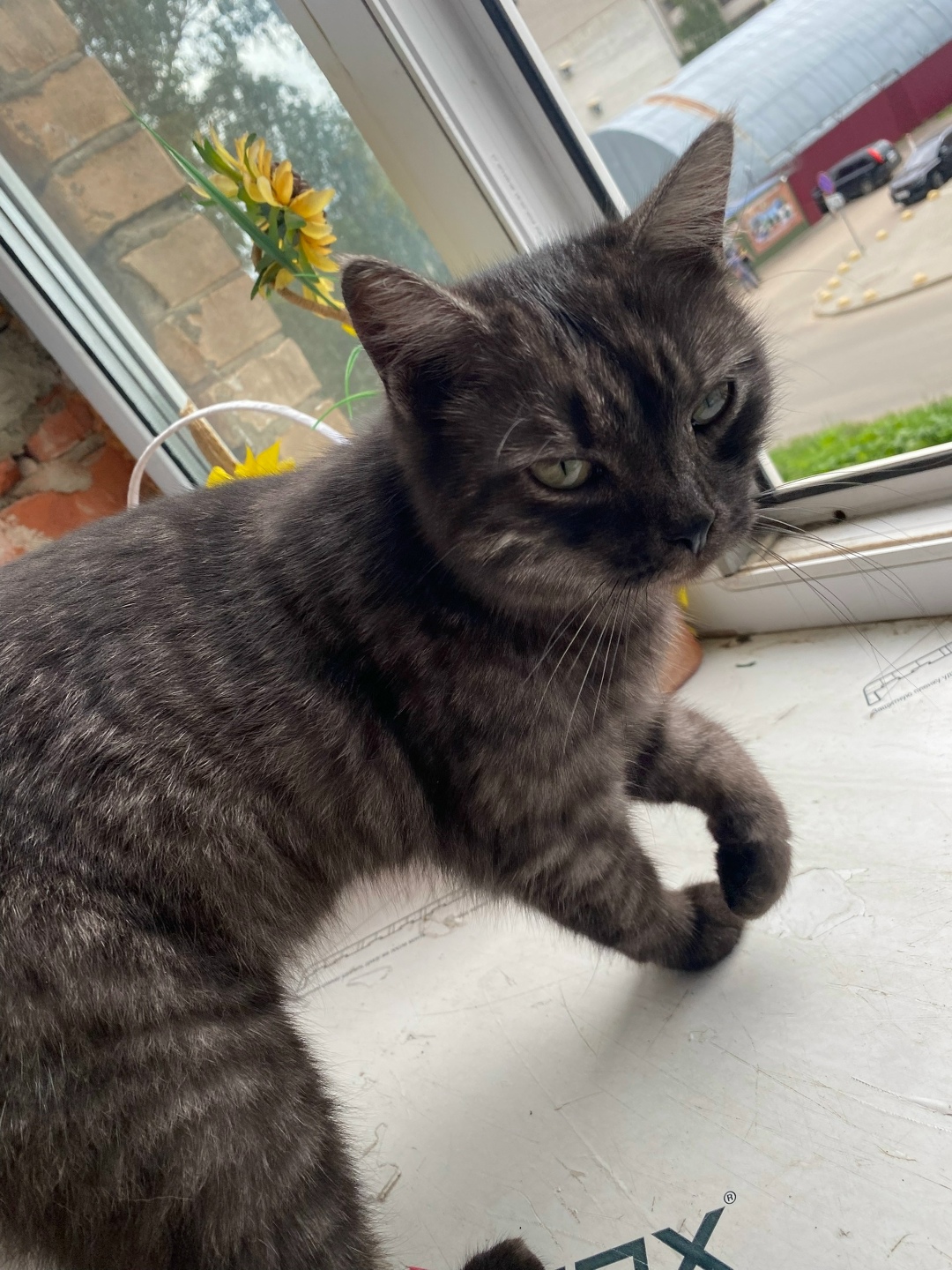 Найдена собака в Смоленске — фото объявления