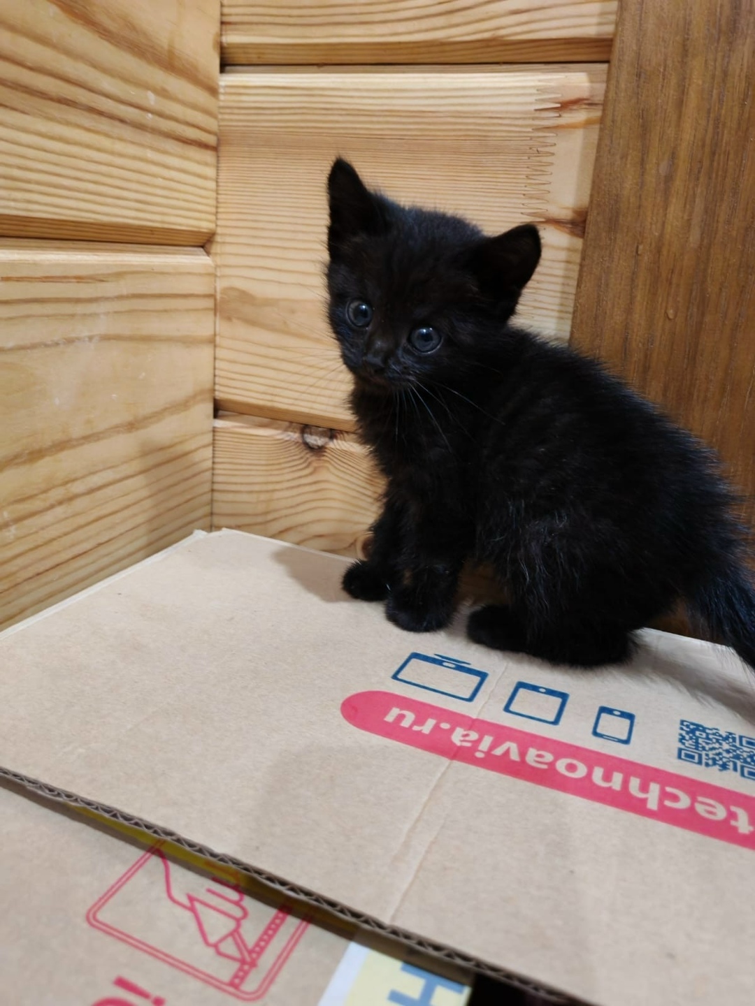 Найдена собака в Смоленске — фото объявления