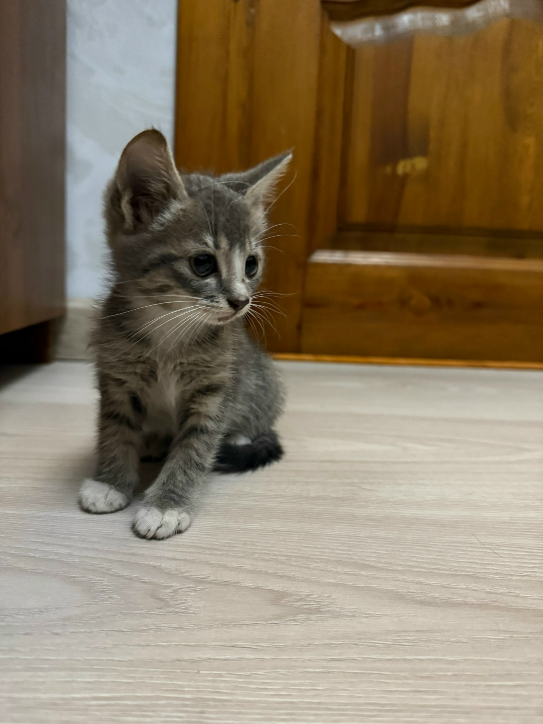 Найдена собака в Смоленске — фото объявления