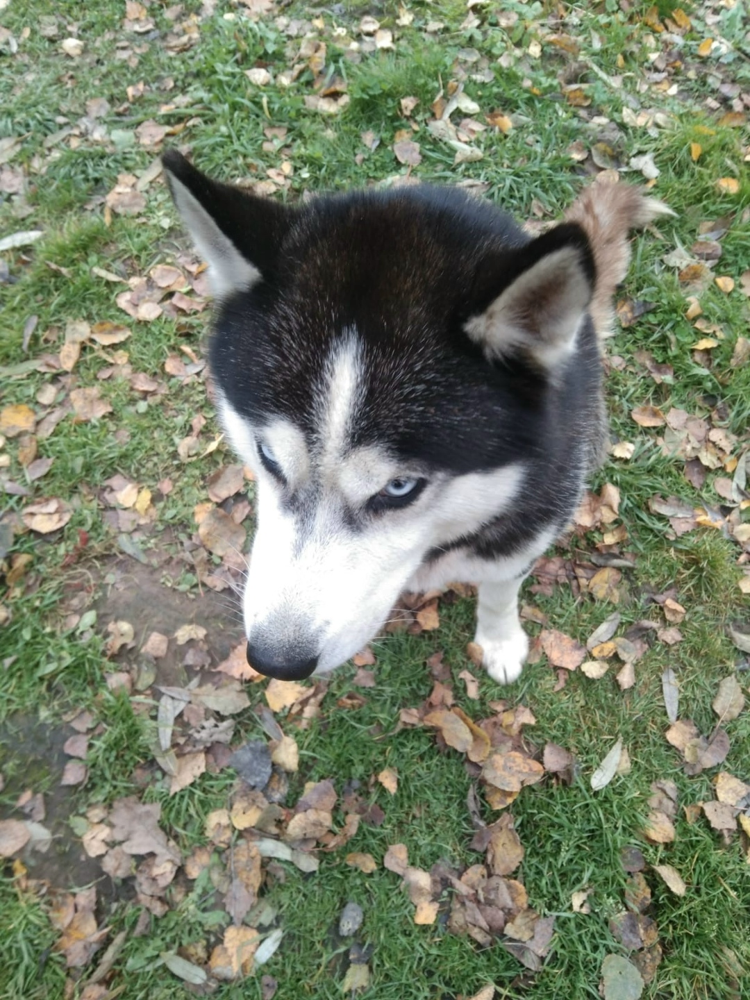Найдена собака в Смоленске — фото объявления