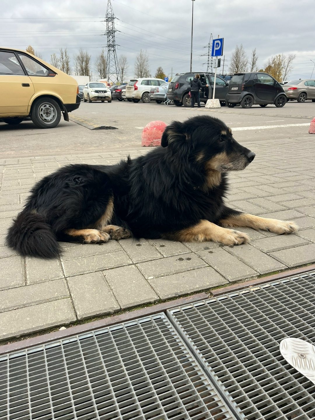 Найдена собака в Смоленске — фото объявления