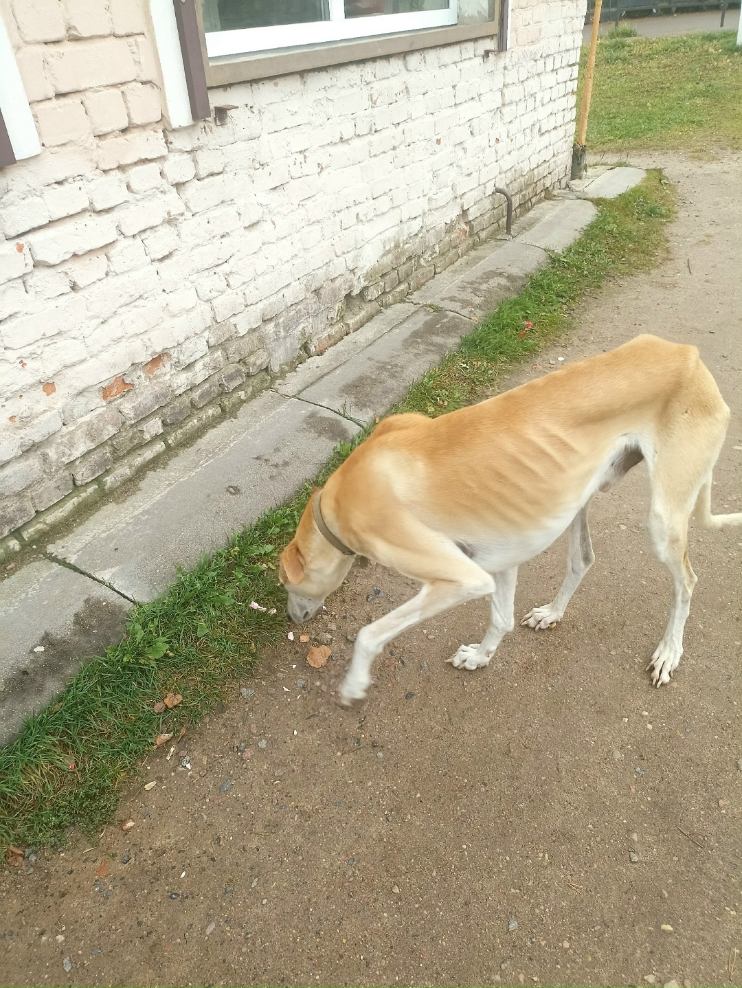 Найдена собака в Смоленске — фото объявления
