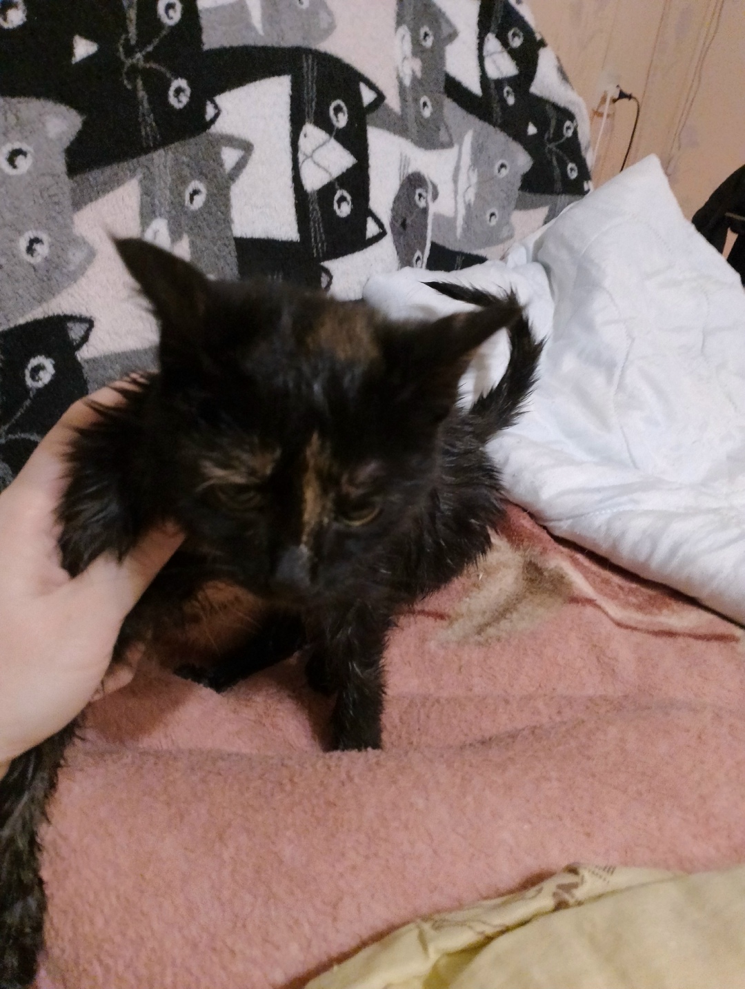 Найдена собака в Смоленске — фото объявления