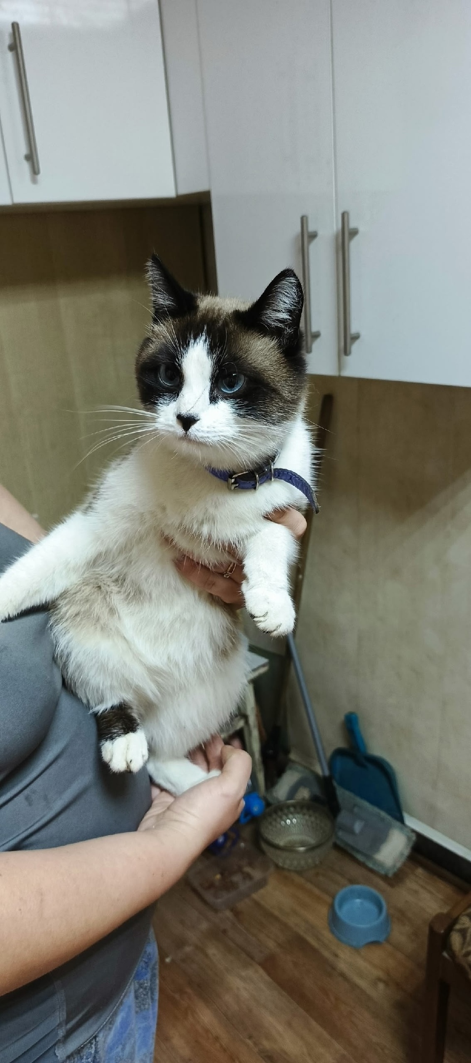 Найдена собака в Смоленске — фото объявления