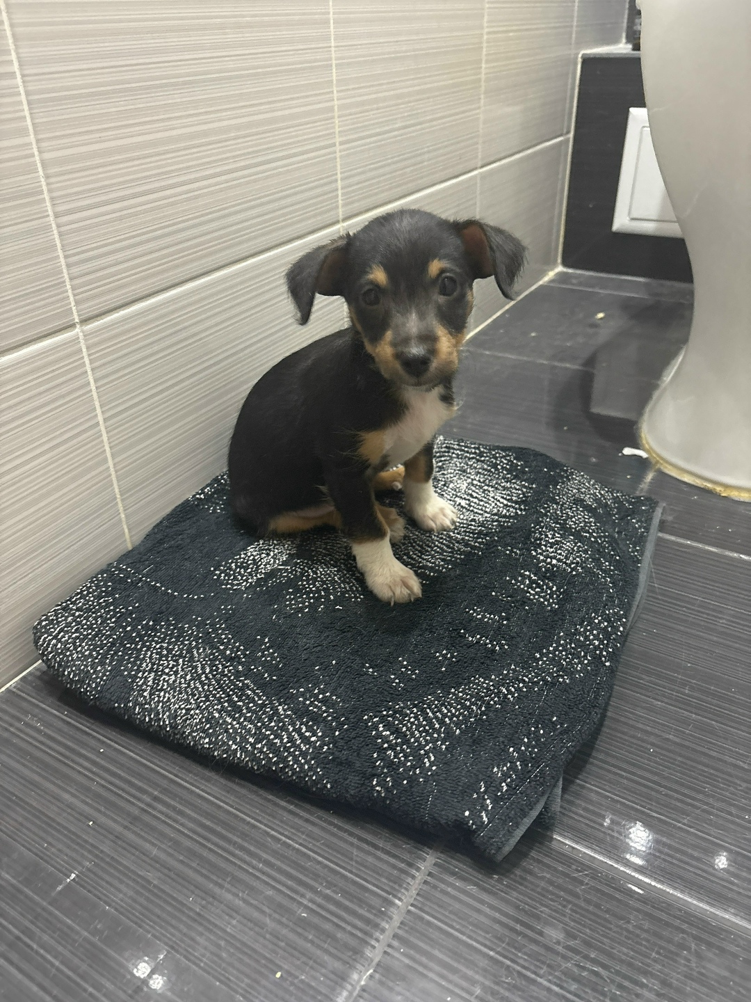 Найдена собака в Смоленске — фото объявления