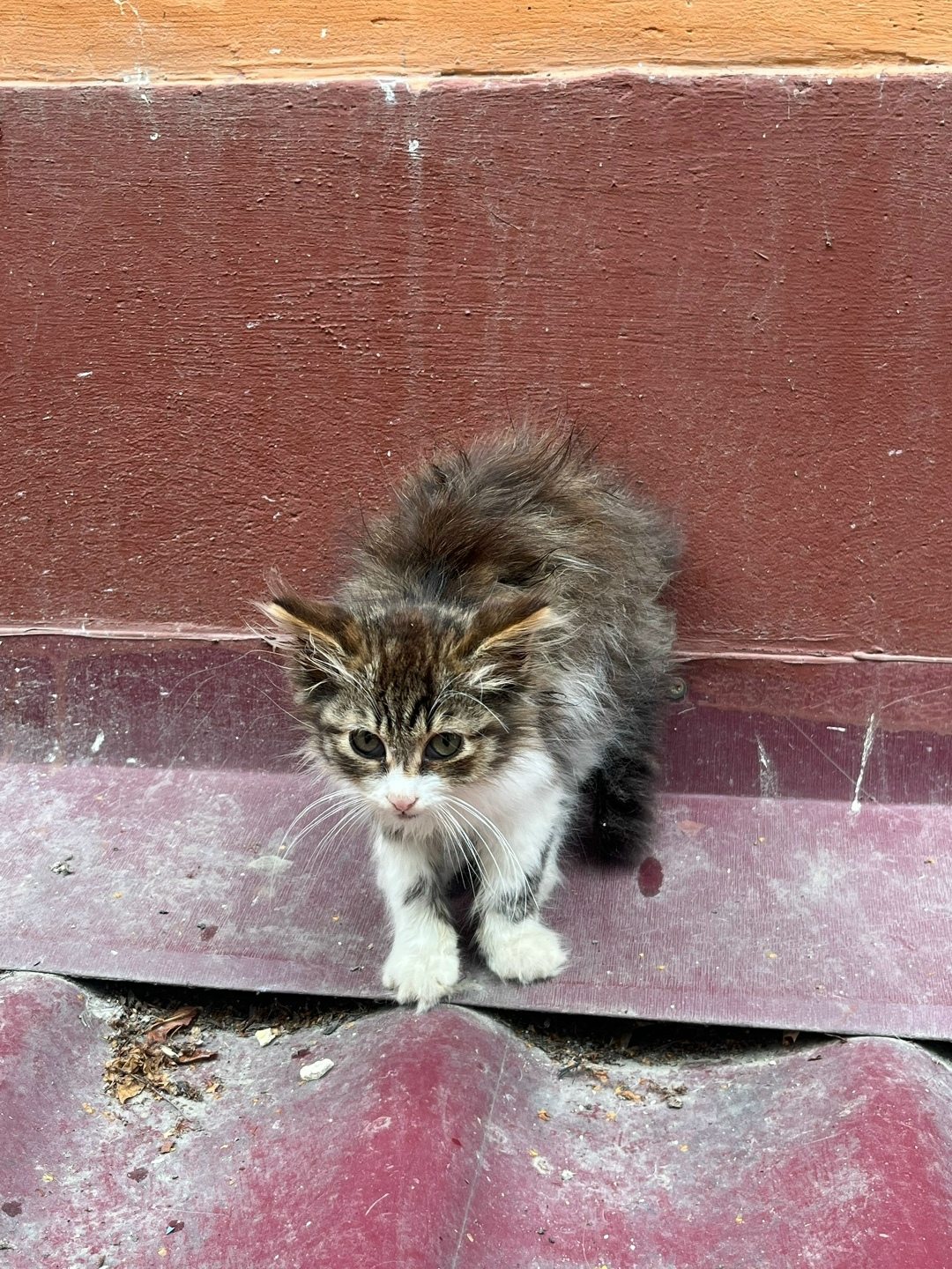 Найдена собака в Смоленске — фото объявления