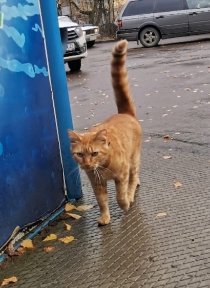 Найдена собака в Смоленске — фото объявления