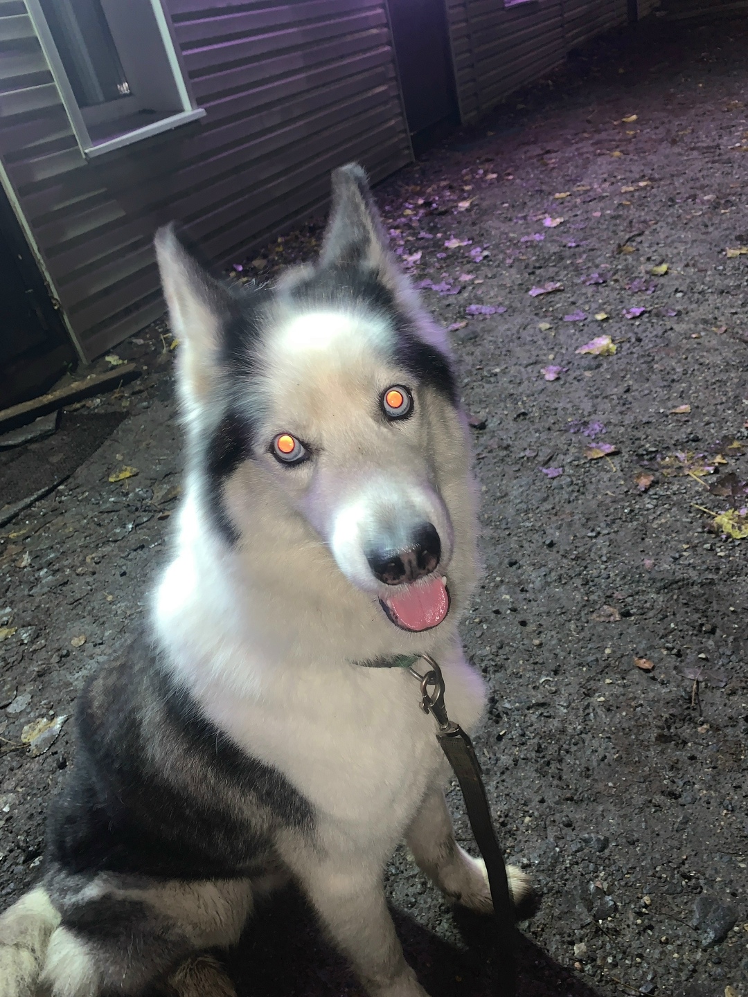 Найдена собака в Смоленске — фото объявления