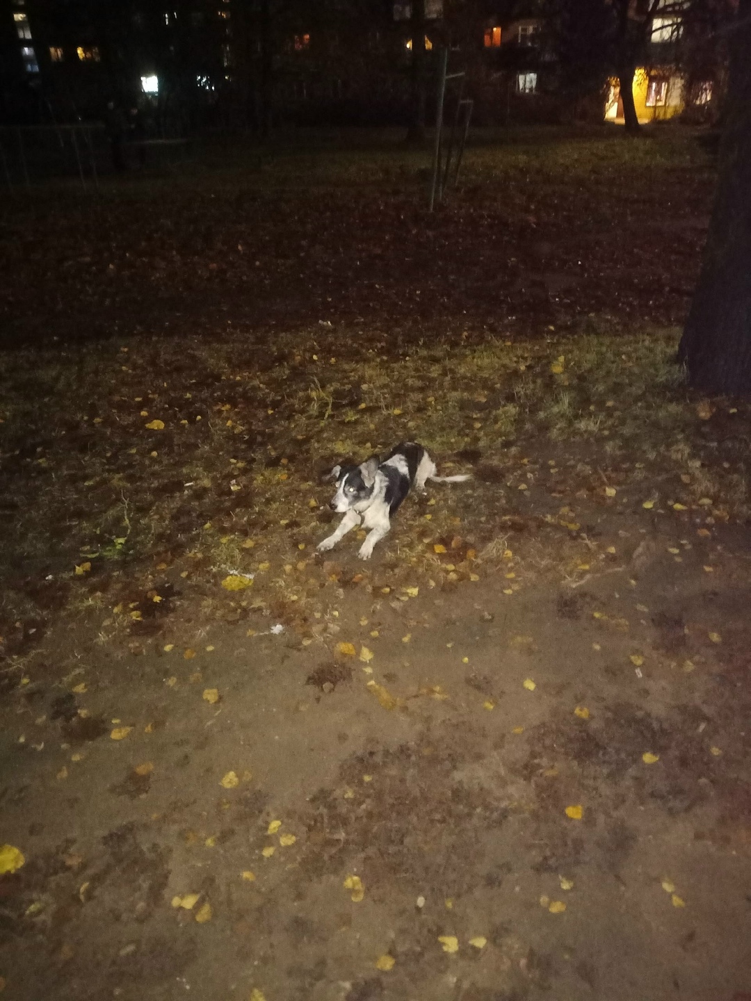 Найдена собака в Смоленске — фото объявления