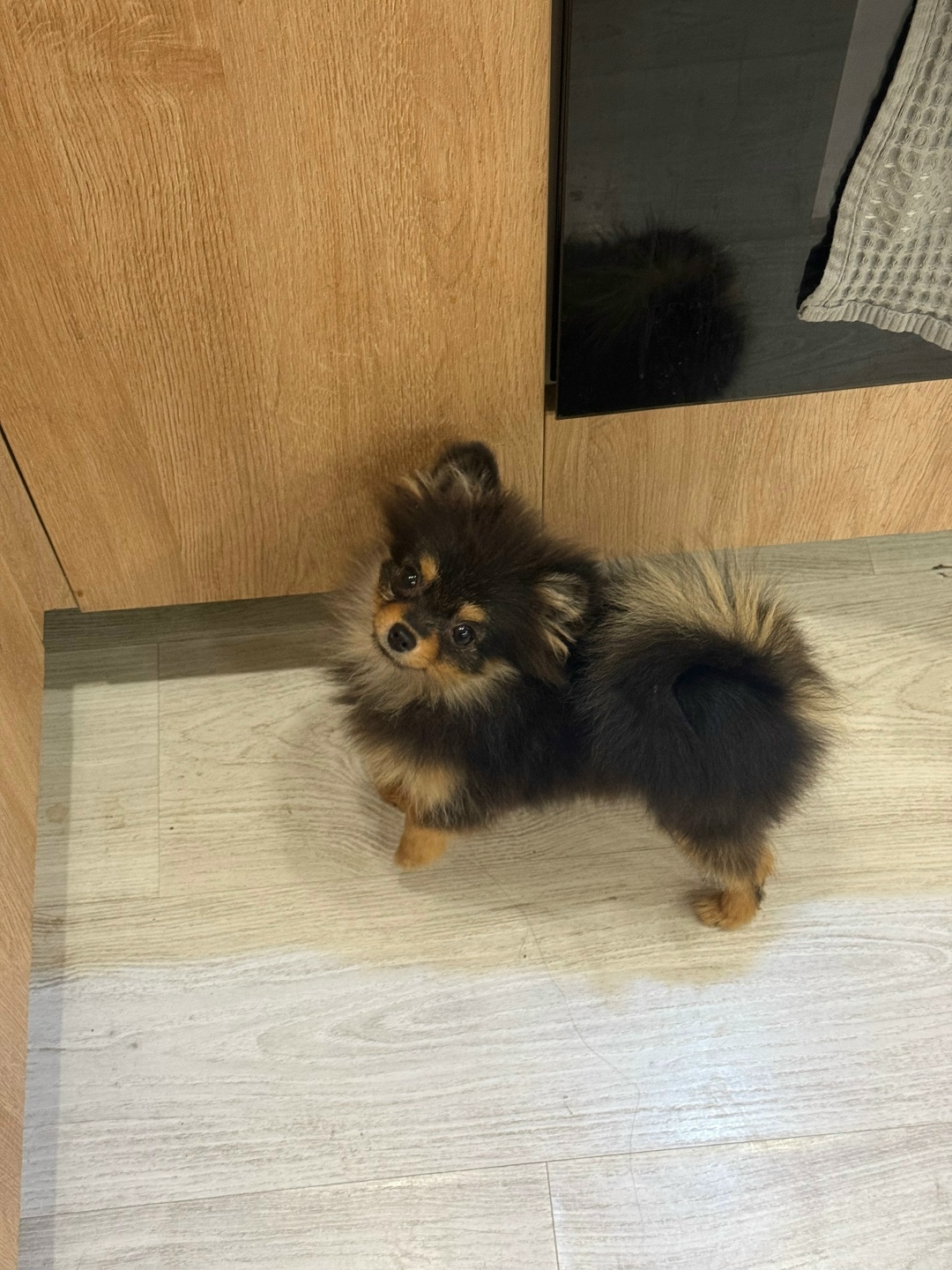 Найдена собака в Смоленске — фото объявления