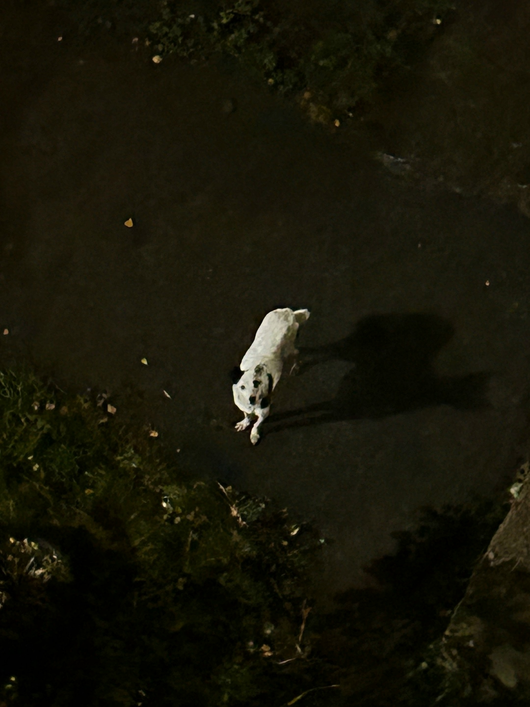 Найдена собака в Смоленске — фото объявления