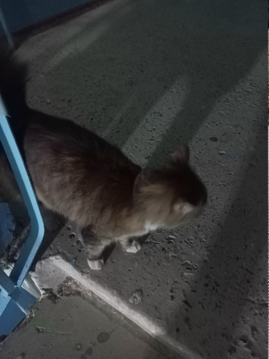 Найдена собака в Смоленске — фото объявления